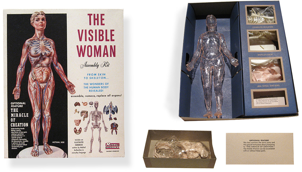 Visible woman